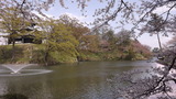 高田城の桜2