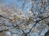 千鳥が渕の桜6