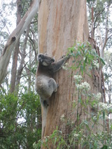 木登りをするカンガルー