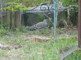 我が家に住み着いた？鳩