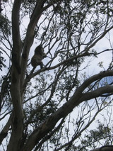木登りをするコアラ