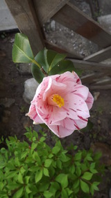 我が家の花たち、椿