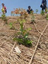 安らかにお眠り下さいと