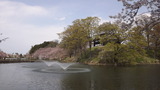 高田城の桜