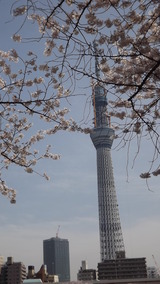 スカイツリーと桜