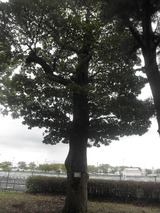 タブノキもあった