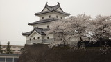 新発田城の桜2