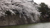 新発田城の桜3