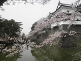 新発田城の桜2