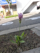 一輪だけ、何だろう