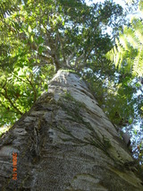 伐採禁止のカウリの木