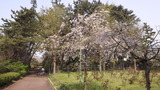 しだれ桜