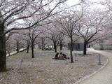 県民会館周辺の桜
