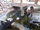 生簀から魚を獲って調理
