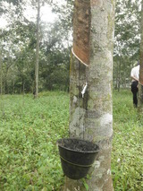 天然ゴムの樹液採集