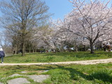鳥屋の潟公園の桜