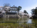 新発田城の桜3