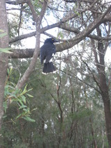 カラスじゃない