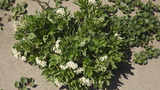 砂浜に咲く何の花?