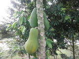 パパイヤの木