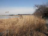 葦沼だった鳥屋の潟