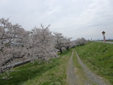 大河津分水の桜