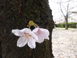 木の幹に咲く桜