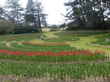 寺尾中央公園のチューリップ