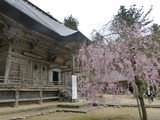 国上寺本堂としだれ桜