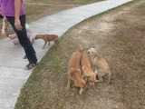 ＫＬも野良犬が多い