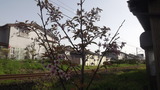 我が家の花たち、桜