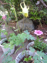 我が家のオダマキ3種