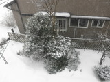 我が家の庭も雪の中