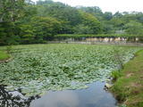 二本松城のハス池