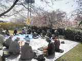 さくらの下で俳句を詠む先輩方