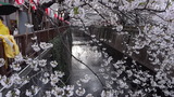 目黒川の桜
