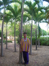 校舎周囲のヤシの木