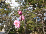 白山公園の梅21日