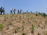 植樹をほぼ終えて