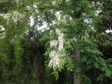アカシヤの花も咲いた