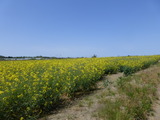 菜の花畑