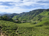 斜面いっぱいに広がる茶園