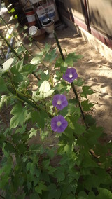 まだまだ咲きそう