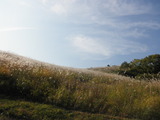 一面すすきの山