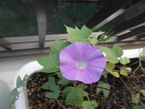 10月10日の朝顔
