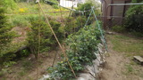 トマトの生育も楽しみ