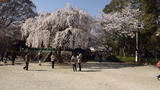 増上寺のしだれ桜