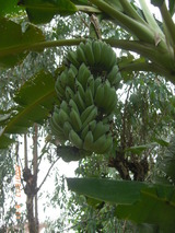これがバナナの木