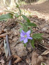 紫色のイチゲも珍しいと