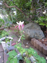 我が家のオダマキ3種